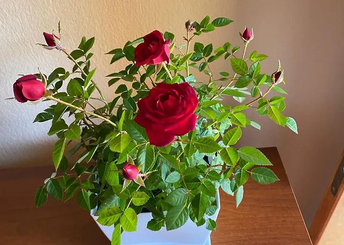 Haznedari-city Center Pensión 4*