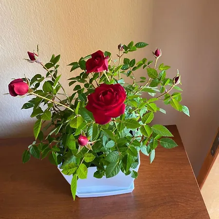 Haznedari-city Center Gæstehus 4*